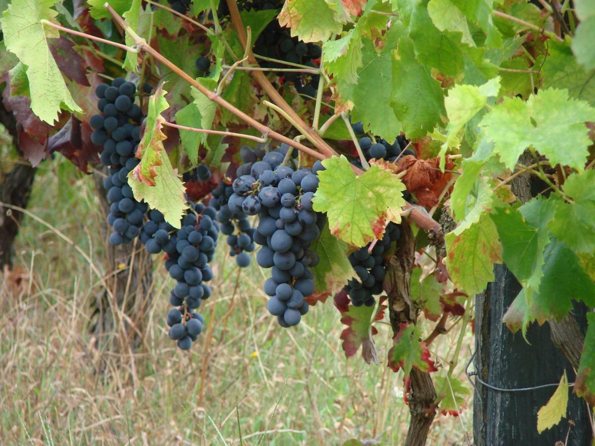 Quinta Da Portelada Peso da Regua Luaran gambar